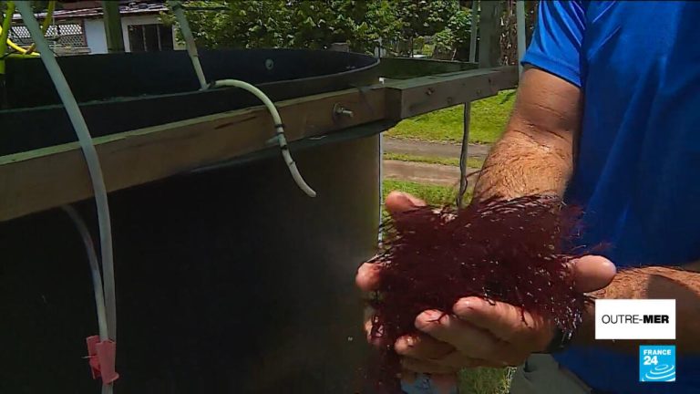 Outre-Mer : Les algues, une filière en développement pour la Polynésie