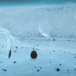 « Planètes » : un film du CNRS qui célèbre la vie sur Terre et dans l'univers