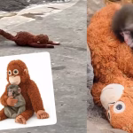 Ikea capitalise sur le succès des vidéos de ce singe adorable pour sa promotion
