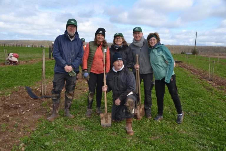 Vandalisme : l'Oliveraie de Normandie replante 1 500 oliviers après les dégâts