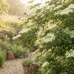 Cet arbuste indigène à planter maintenant réveille le jardin et attire la biodiversité