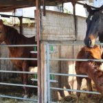 79 chevaux saisis dans une ferme de la Meuse en raison de leur état sanitaire dégradé