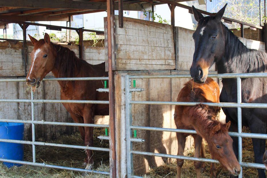 79 chevaux saisis dans une ferme de la Meuse en raison de leur état sanitaire dégradé