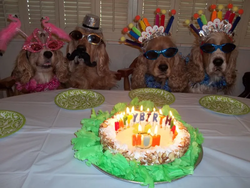 Celebrez l'anniversaire de votre chien