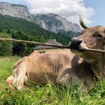 Une vache utilise des outils comme un primate, étonnant les scientifiques