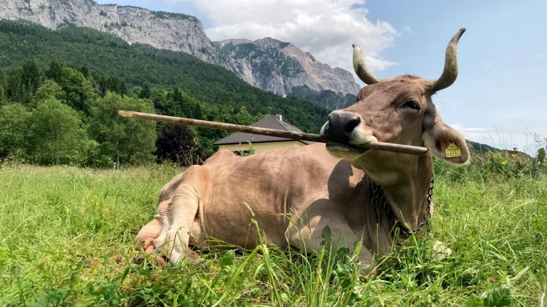 Une vache utilise des outils comme un primate, étonnant les scientifiques