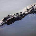 Plus de 1000 personnes évacuées en Australie en raison d'inondations et de crocodiles