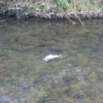 "Les cours d'eau ne fonctionnent plus" : à l'ouverture de la pêche à la truite, les associations tirent la sonnette d'alarme