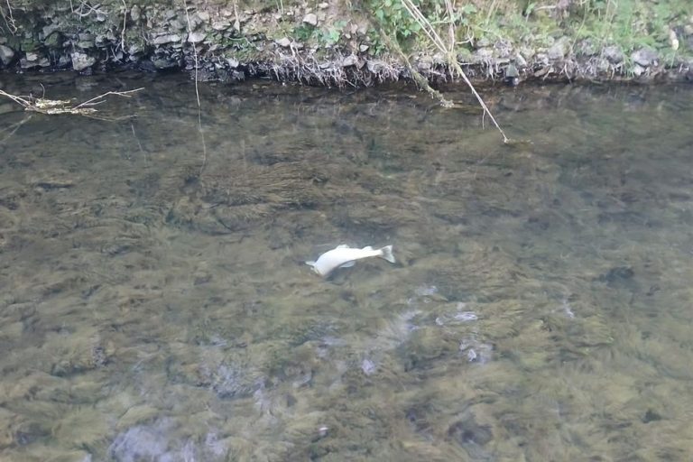 "Les cours d'eau ne fonctionnent plus" : à l'ouverture de la pêche à la truite, les associations tirent la sonnette d'alarme