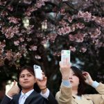 Les foules se rassemblent pour le lancement de la saison des cerisiers en fleurs