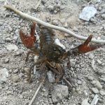 Lutte d'une commune contre l'écrevisse de Louisiane, un fléau agressif et résistant