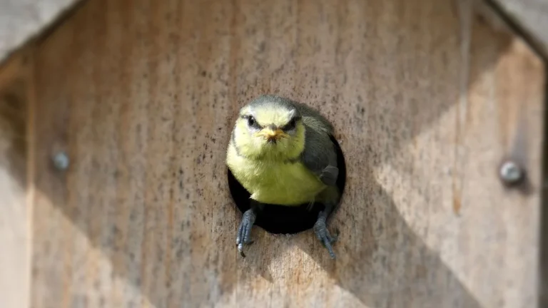 Nichoir : date idéale pour les laver afin d'attirer les oiseaux dans votre jardin