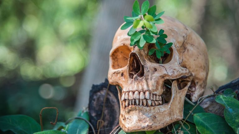 Biopiraterie : Comprendre ce phénomène qui menace la biodiversité mondiale - RTBF Actus