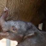 Zoo de Beauval : une deuxième naissance d'éléphanteau d'Afrique en deux mois