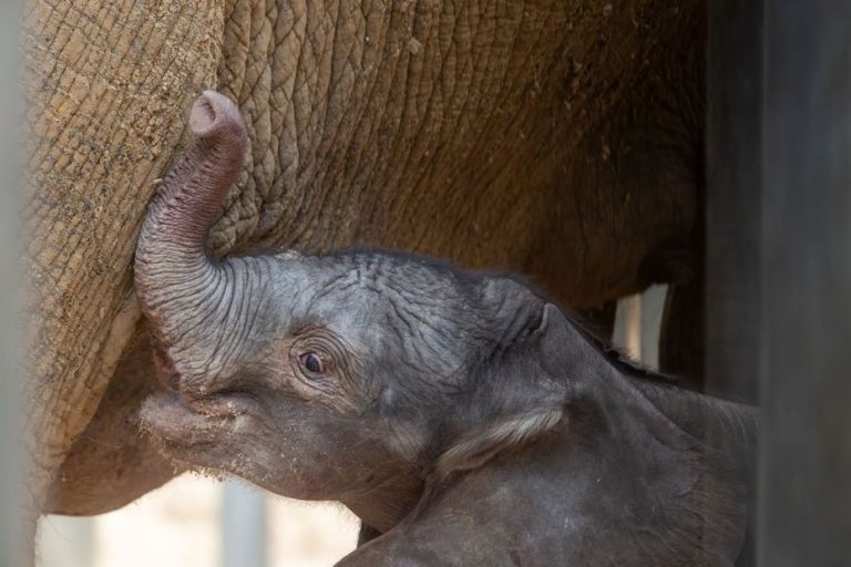 Zoo de Beauval : une deuxième naissance d'éléphanteau d'Afrique en deux mois