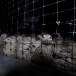 Élevage de cailles Carrefour : un espace de vie équivalent à la taille d'un téléphone