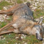 Photographie d'un loup mort.