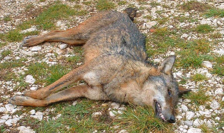 Photographie d'un loup mort.