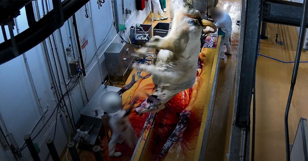 Cumul d'infractions constatées dans un abattoir de Martinique | L214