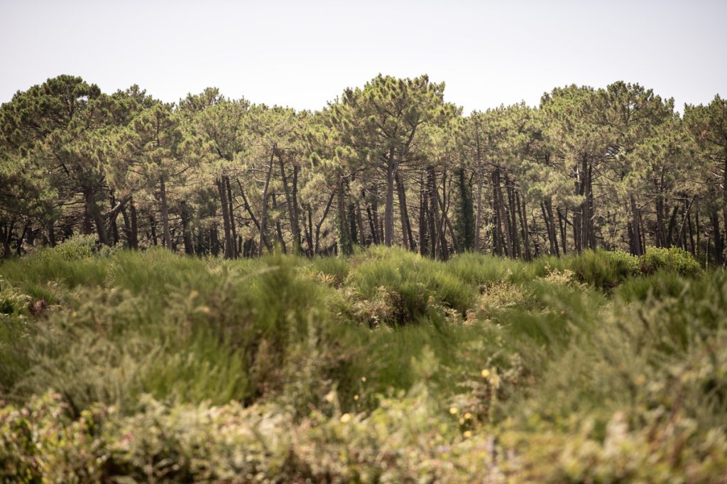 Nématode du pin : élargissement du périmètre de sécurité suite à un cas à Angresse