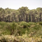 Nématode du pin : élargissement du périmètre de sécurité suite à un cas à Angresse