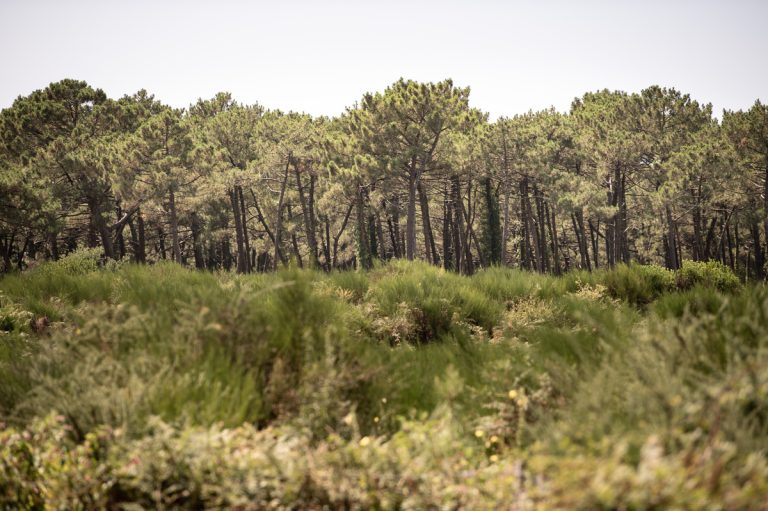 Nématode du pin : élargissement du périmètre de sécurité suite à un cas à Angresse