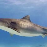 Campagne d’abattage de requins : dix squales prélevés en quatre jours