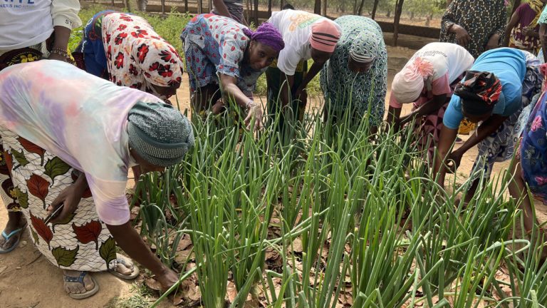 En Côte d'Ivoire, des réfugiés burkinabè suivent une formation agricole à Brondougou