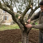 Fin d’hiver : l'erreur à éviter pour la floraison de vos oliviers, le geste à adopter maintenant
