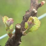 Le gel imminent suscite l'inquiétude des agriculteurs face à une nouvelle année de perte de production