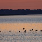 Golfe du Morbihan : l’ASPAS stoppe la chasse, pendant que les élus conservateurs ignorent l’absurde !