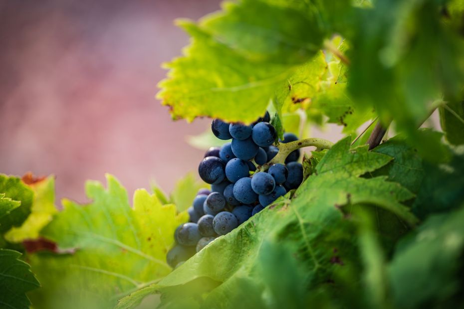 DOSSIER. Jeunes viticulteurs d'une nouvelle AOC : optimisme face aux défis du terroir