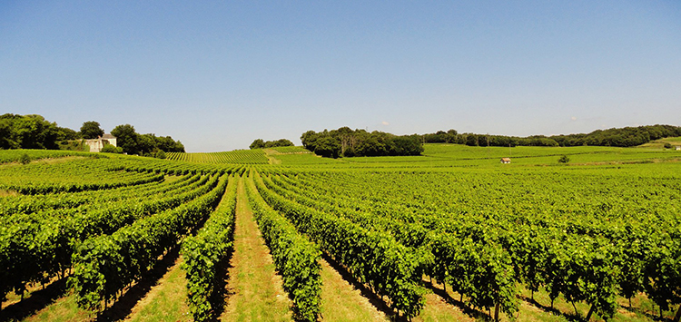 Terclim : 16e Congrès international du terroir à l'ESA, École supérieure des agricultures