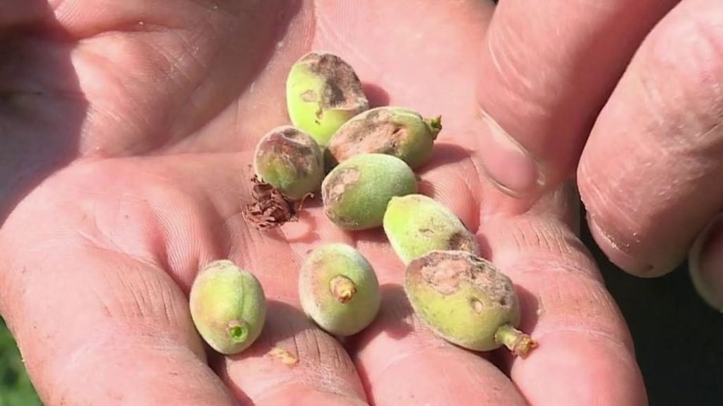 Grêle dévastatrice : un an de travail perdu dans les vergers