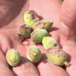 Grêle dévastatrice : un an de travail perdu dans les vergers