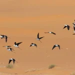 Oiseaux-Illizi-Algerie-
