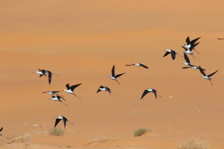 Oiseaux-Illizi-Algerie-