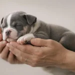 Adoption d'American Bully en 2026 : 28 annonces vérifiées et conseils pour choisir votre chiot