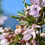 Printemps : revitalisez votre corps et votre peau avec Intimu, huiles essentielles BIO corses