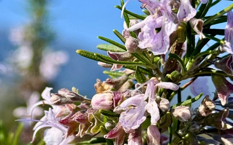 Printemps : revitalisez votre corps et votre peau avec Intimu, huiles essentielles BIO corses