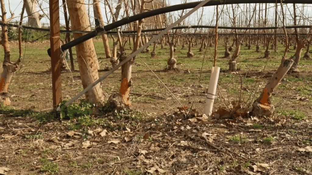 Les agriculteurs de l'Hérault face à la prolifération des lapins et la replantation des vergers