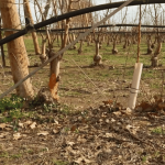 Les agriculteurs de l'Hérault face à la prolifération des lapins et la replantation des vergers