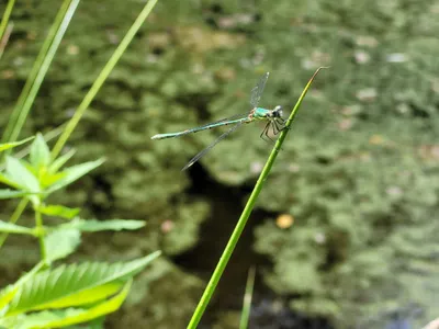 Libellule (photo d'illustration)
