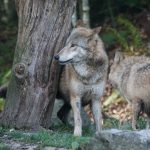 Dans les Vosges, de nouvelles règles pour protéger les élevages face au loup