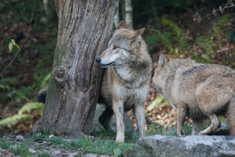 Dans les Vosges, de nouvelles règles pour protéger les élevages face au loup