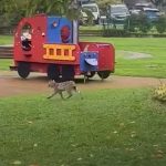 Une femme tue un lynx avec un bâton pour sauver sa poule, quatre mois de prison avec sursis demandés