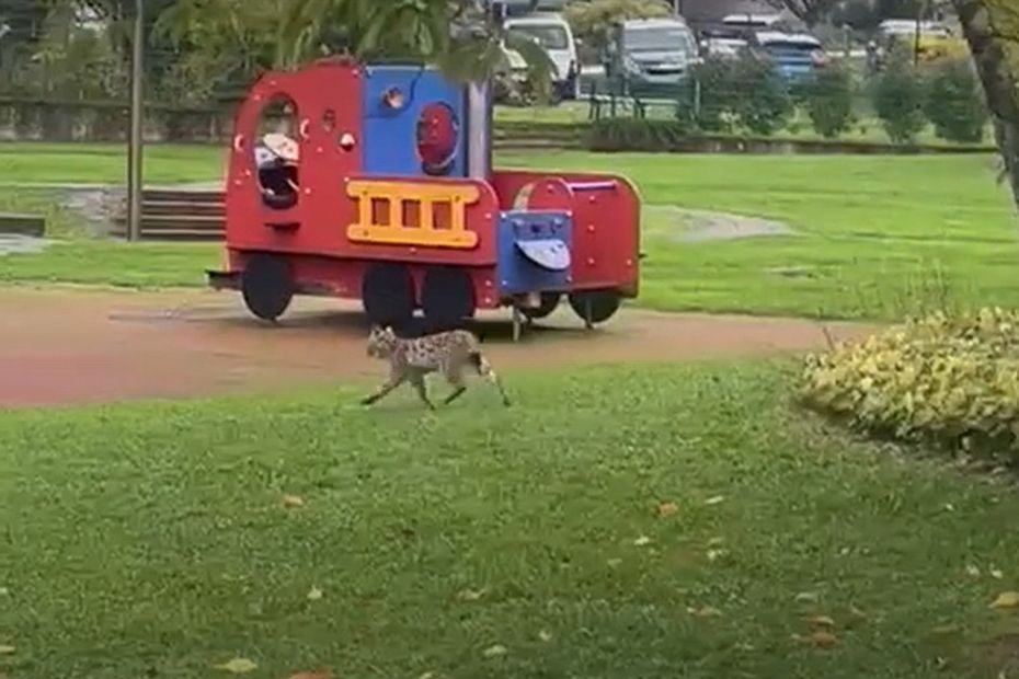 Une femme tue un lynx avec un bâton pour sauver sa poule, quatre mois de prison avec sursis demandés