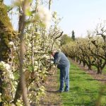 Les arboriculteurs inquiets du retour des gelées à cause d'un printemps précoce et du climat