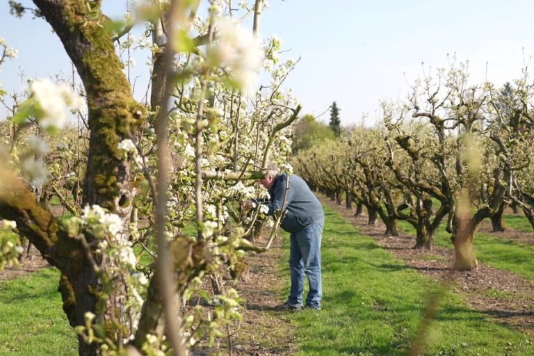 Les arboriculteurs inquiets du retour des gelées à cause d'un printemps précoce et du climat