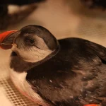 Après les tempêtes, des macareux soignés en Gironde retrouvent enfin le chemin du large